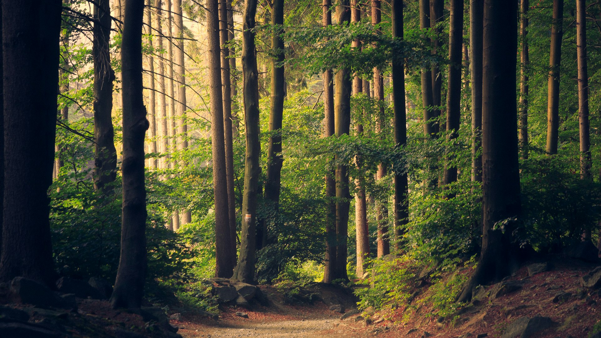 Dynamic grayscale forest pathway through towering trees - representing the social networks and interconnected pathways of Jobvite's recruitment ecosystem